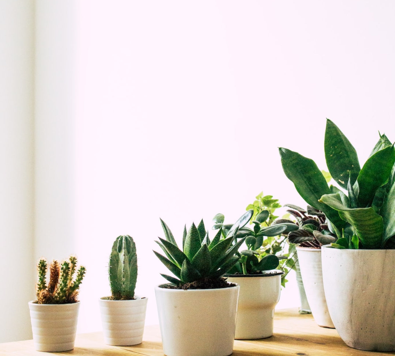 Succulents